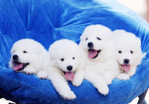 比熊吃瓜萨摩耶的视频,比熊与萨摩耶的欢乐瓜界对决