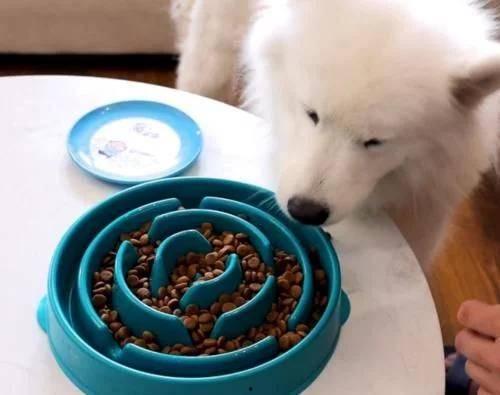 比熊吃瓜萨摩耶的视频,比熊与萨摩耶的欢乐瓜界对决