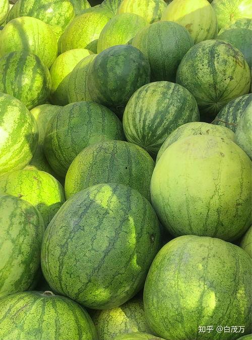 外地人在兰州吃籽瓜的视频,籽瓜的独特魅力引众人围观