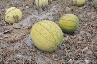 外地人在兰州吃籽瓜的视频,籽瓜的独特魅力引众人围观