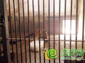 丛台公园吃瓜事件视频完整版,视频完整版揭露惊人真相