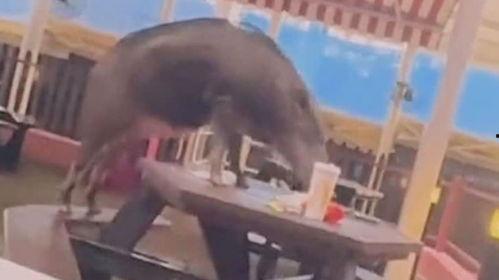 丛台公园吃瓜事件视频完整版,视频完整版揭露惊人真相