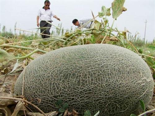 伽师吃瓜视频完整版