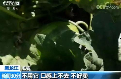 嘎嘎吃瓜的视频在线观看,揭秘热门视频背后的趣味与真相