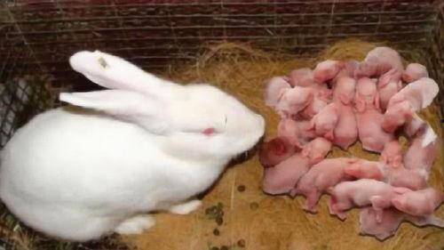 小兔子吃羊角蜜瓜视频,羊角蜜瓜美食之旅