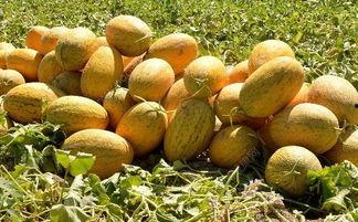 吃烂的哈密瓜视频,揭秘吃烂哈密瓜的独特风味