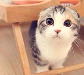 吃瓜的猫咪叫声音视频,萌态十足引网友热议