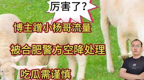 吃瓜群众小杨哥视频下载,揭秘热门事件幕后真相