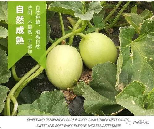 围着人吃瓜的视频大全,揭秘网络视频中的围观现象