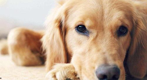 金毛吃瓜完整视频,萌态十足引网友爆笑