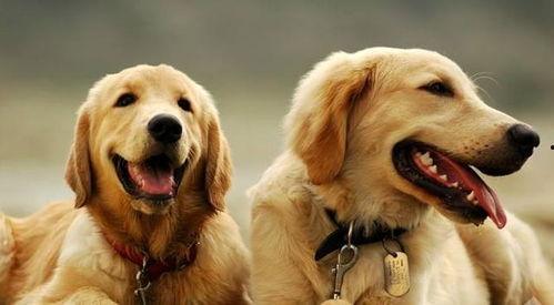 金毛吃瓜完整视频,萌态十足引网友爆笑