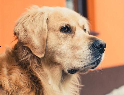 金毛吃瓜完整视频,萌态十足引网友爆笑