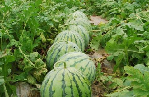 吃瓜吃到头上的视频素材,揭秘“吃瓜吃到头上”的幕后故事