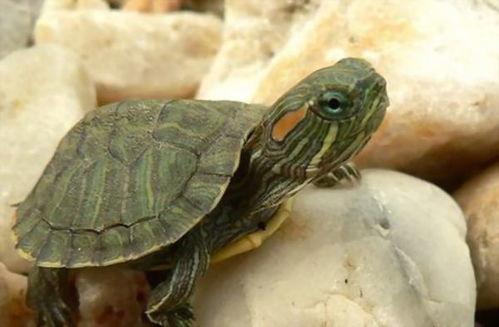 巴西龟可以吃拉瓜吗视频,拉瓜成为新宠