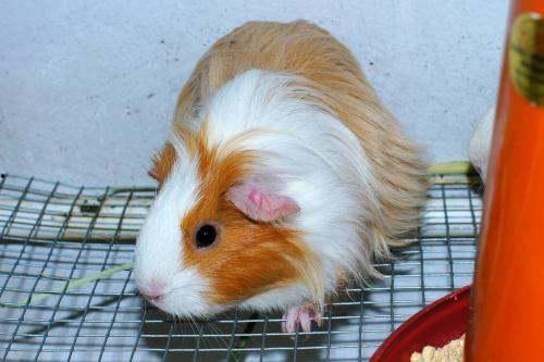 荷兰猪会吃哈密瓜吗视频,揭秘小宠物的美味新选择