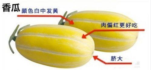 吃瓜掉牙齿视频大全集免费观看,趣味视频大全集免费畅享