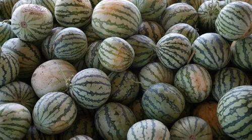 吃瓜西瓜视频怎么去拍视频呢,瓜界达人教你如何拍出吸睛的吃瓜西瓜视频