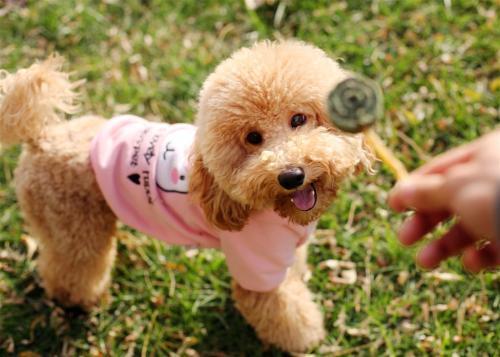 泰迪狗吃哈密瓜视频,萌态十足引网友热议