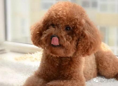 泰迪狗吃哈密瓜视频,萌态十足引网友热议