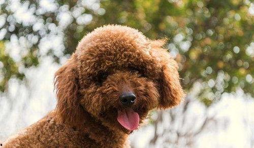 泰迪狗吃哈密瓜视频,萌态十足引网友热议