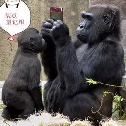 模仿大猩猩吃哈密瓜视频,哈密瓜成网红美食