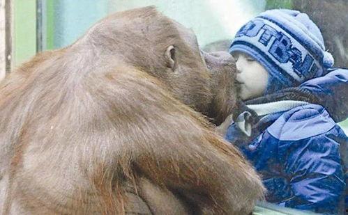 模仿大猩猩吃哈密瓜视频,哈密瓜成网红美食