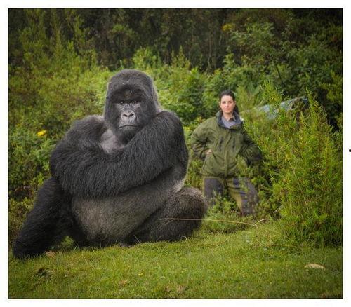模仿大猩猩吃哈密瓜视频,哈密瓜成网红美食