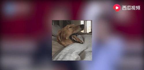 明星吃瓜黑暗视频下载,下载背后的真相与争议