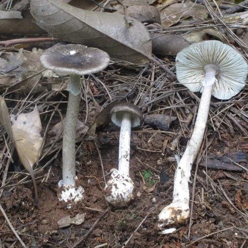 大瓜头吃毒蘑菇视频,惊险求生记