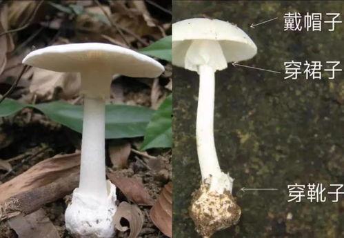 大瓜头吃毒蘑菇视频,惊险求生记