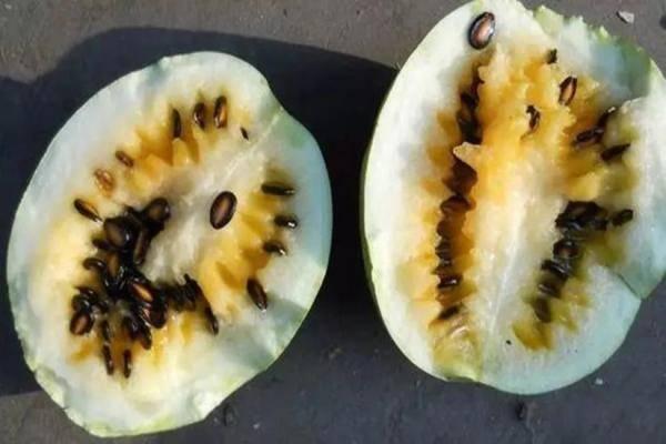 小糖人可以吃籽瓜吗视频,揭秘籽瓜的甜蜜奥秘