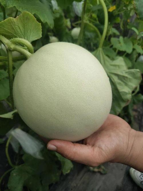 吃瓜包不包甜的视频,甜或不甜，口感大揭秘！