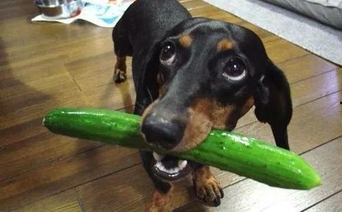 吃瓜白狗视频在线观看,在线观看视频背后的趣味故事