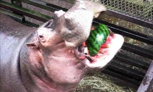 大妈吃瓜像河马视频,宛如河马般憨态可掬