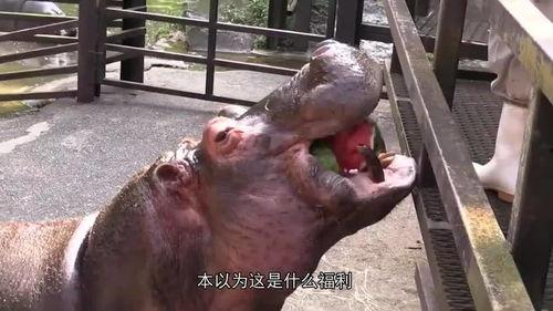 大妈吃瓜像河马视频,宛如河马般憨态可掬