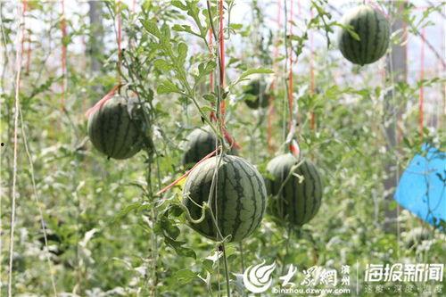 四川阆中吃瓜事件视频,一场引发网友热议的街头冲突