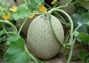 动物吃哈密瓜的视频播放,动物们的哈密瓜美食之旅