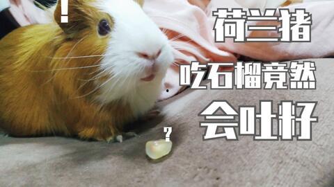 豚鼠会吃哈密瓜吗视频,趣味互动瞬间