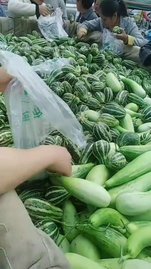 农民吃瓜的视频素材,农民吃瓜视频展现丰收喜悦