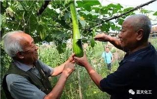 农民吃瓜的视频素材,农民吃瓜视频展现丰收喜悦