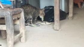 黄瓜猫吃瓜视频大全集,萌宠美食盛宴