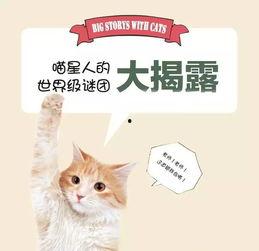 黄瓜猫吃瓜视频大全集,萌宠美食盛宴