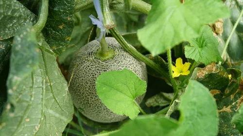 汾阳喊爸爸吃瓜视频,一场网络爆笑的亲情互动